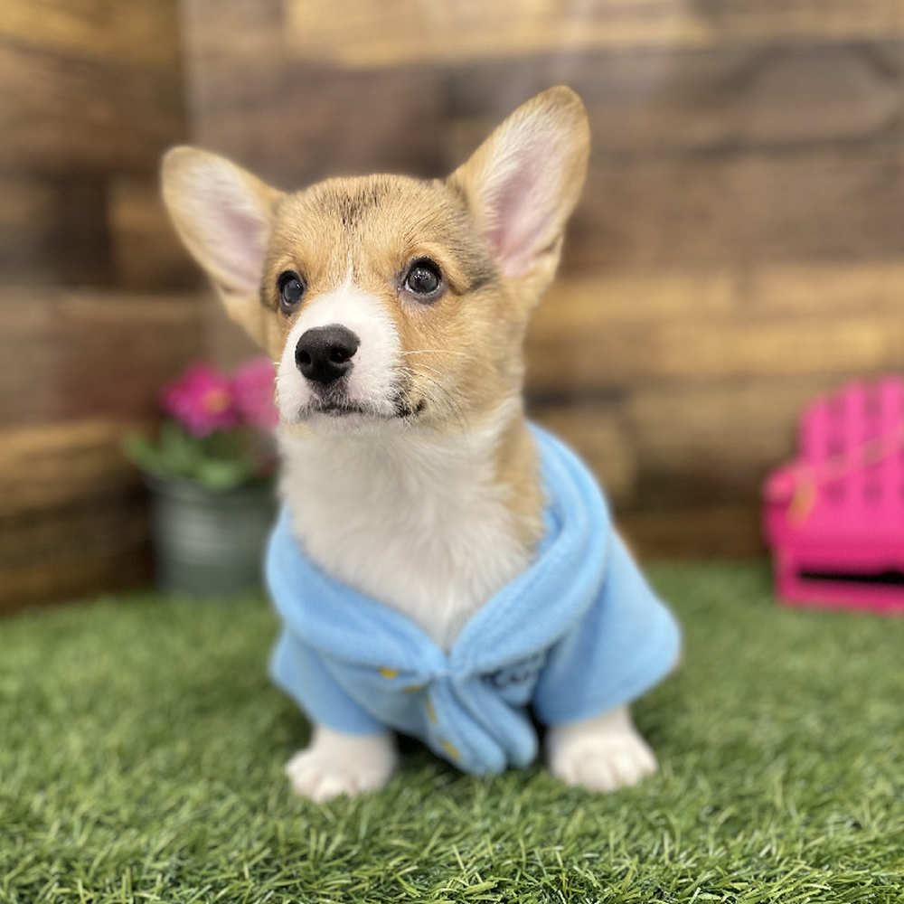 Male Pembroke Welsh Corgi Puppy for Sale in Braintree, MA