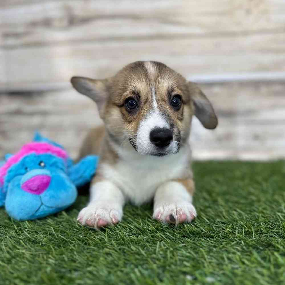 Male Pembroke Welsh Corgi Puppy for Sale in Saugus, MA