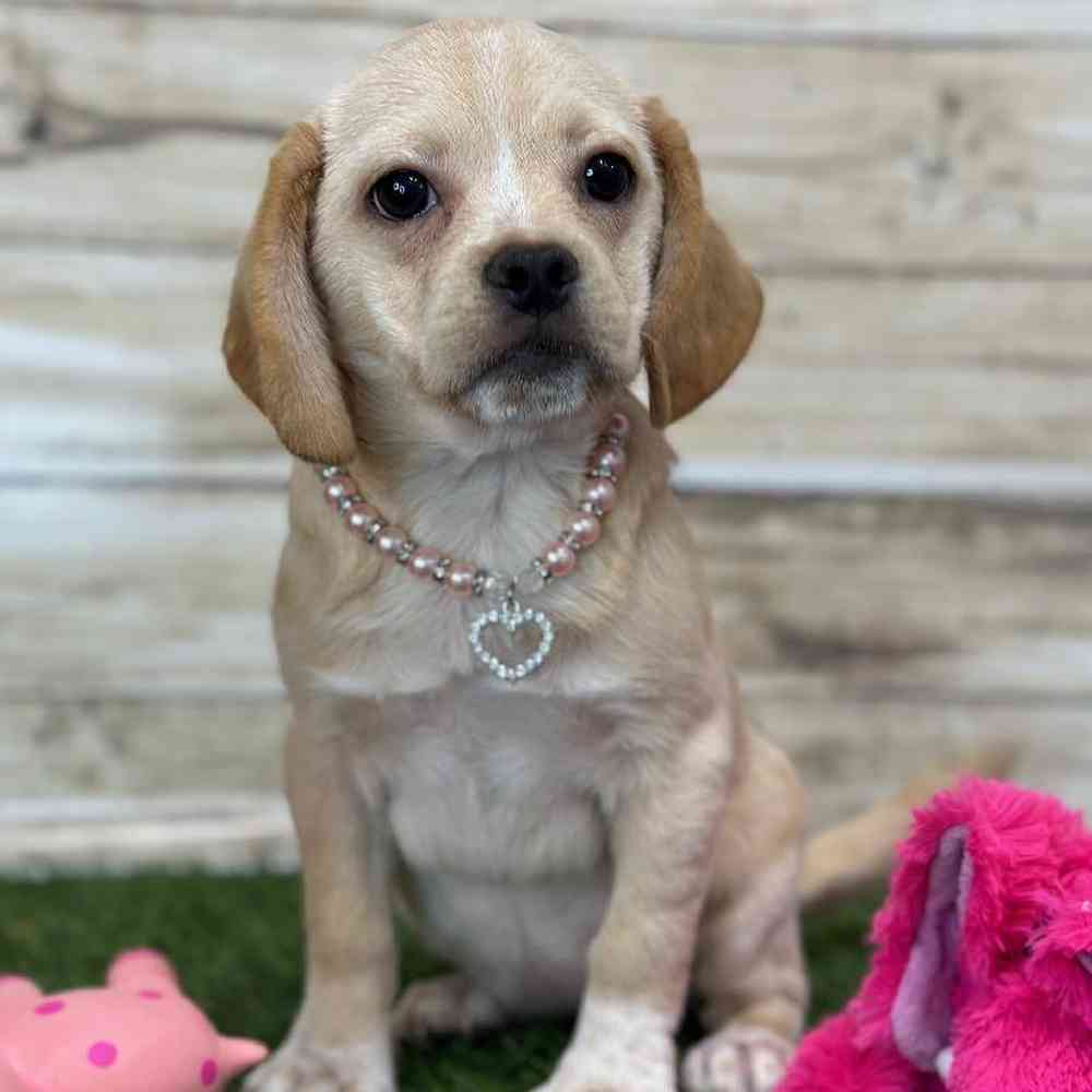 Female Puggle Puppy for Sale in Saugus, MA