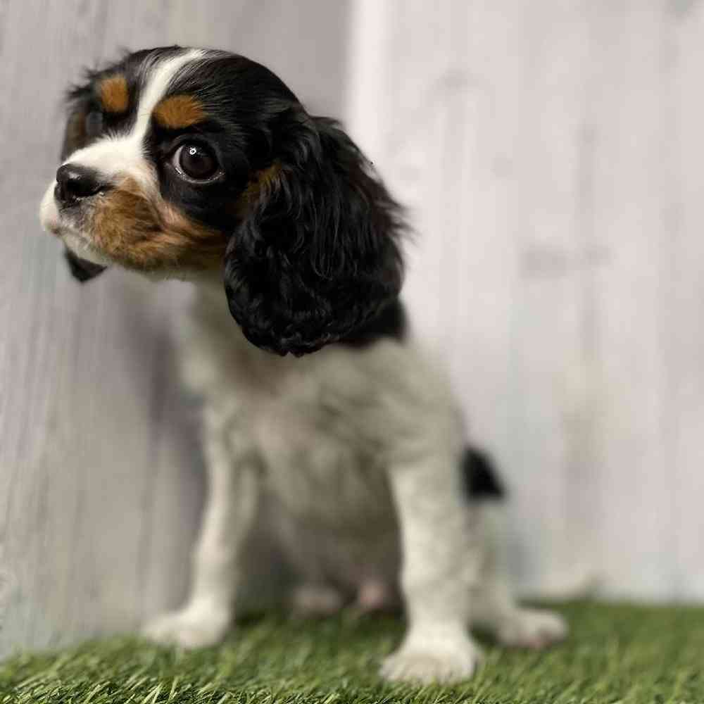 Male Cavalier King Charles Spaniel Puppy for sale