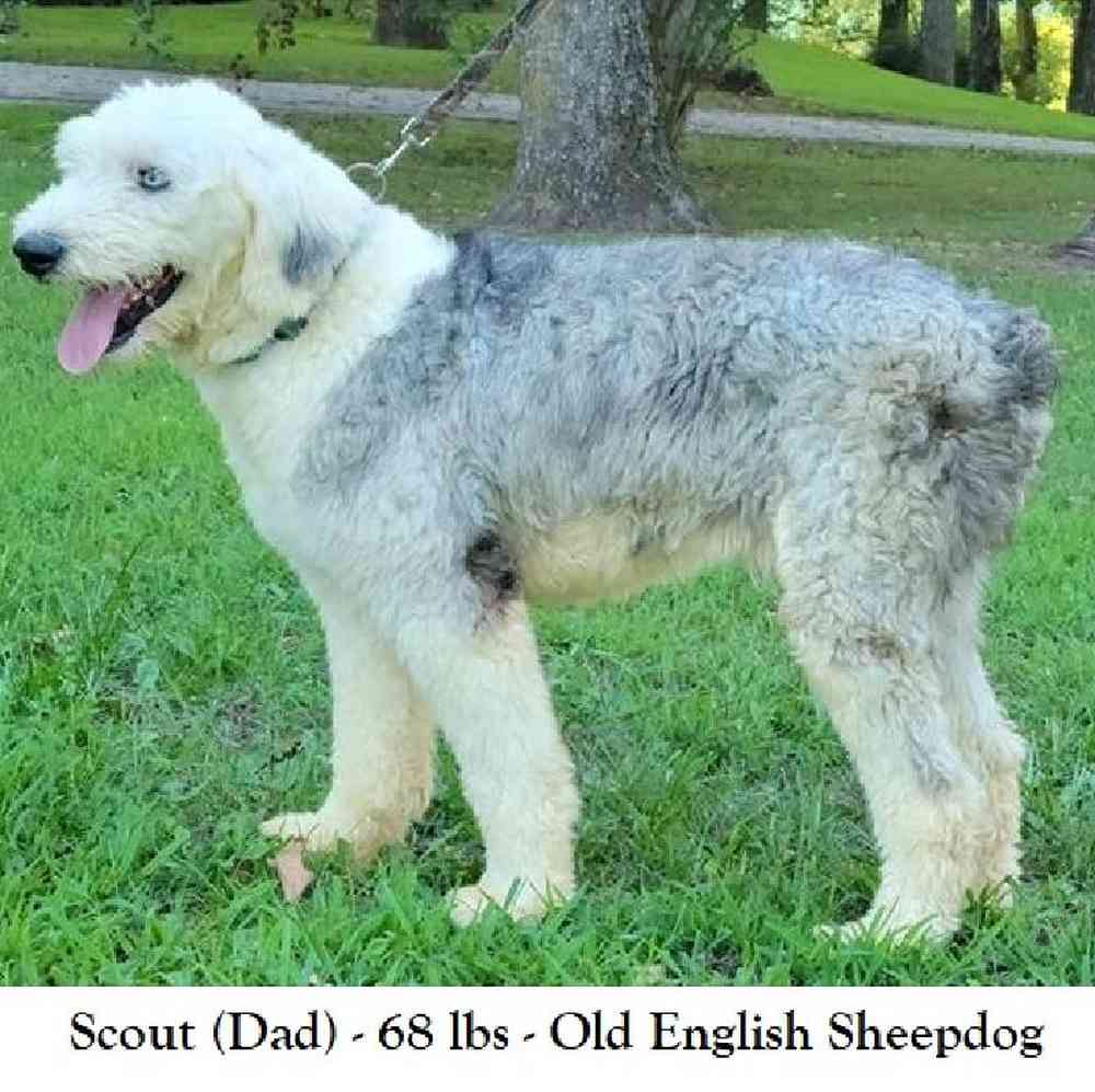 Male Old English Sheepdog Puppy for Sale in Saugus, MA