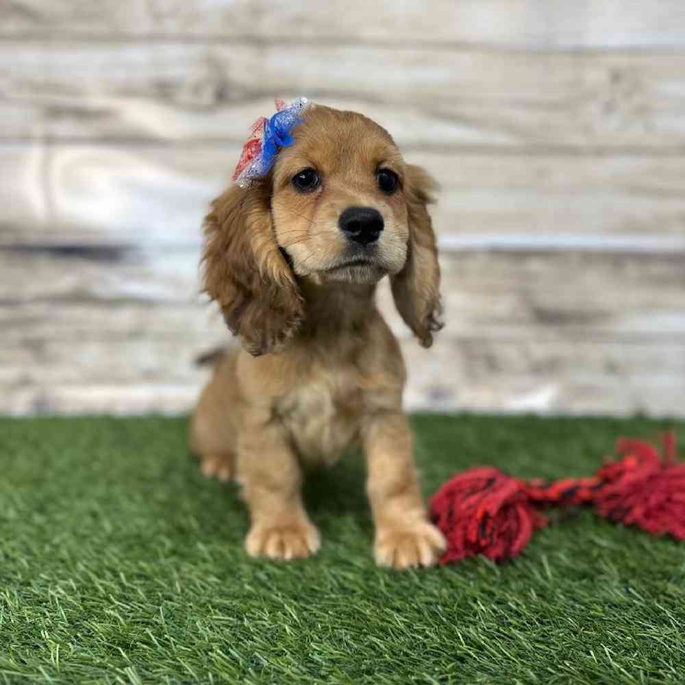 Female Docker Puppy for Sale in Saugus, MA