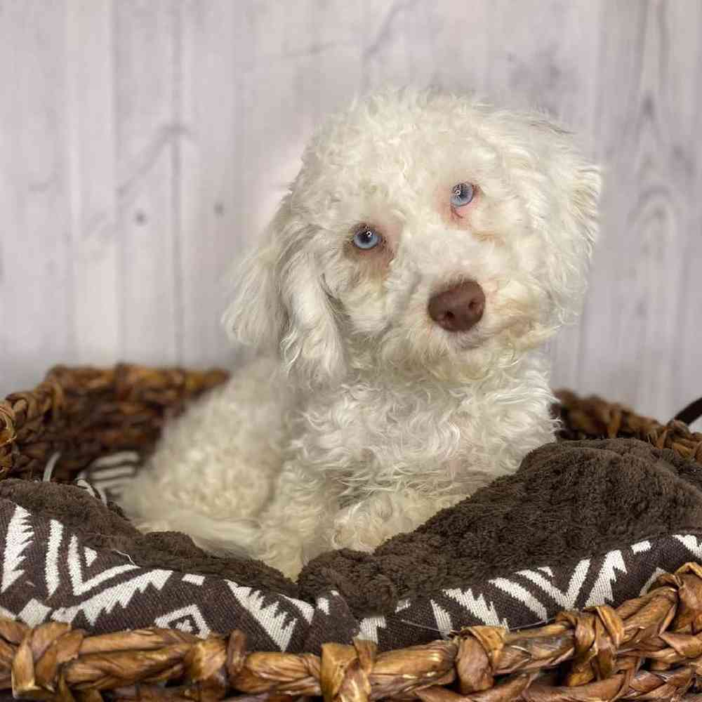 Male Cockapoo Puppy for Sale in Saugus, MA