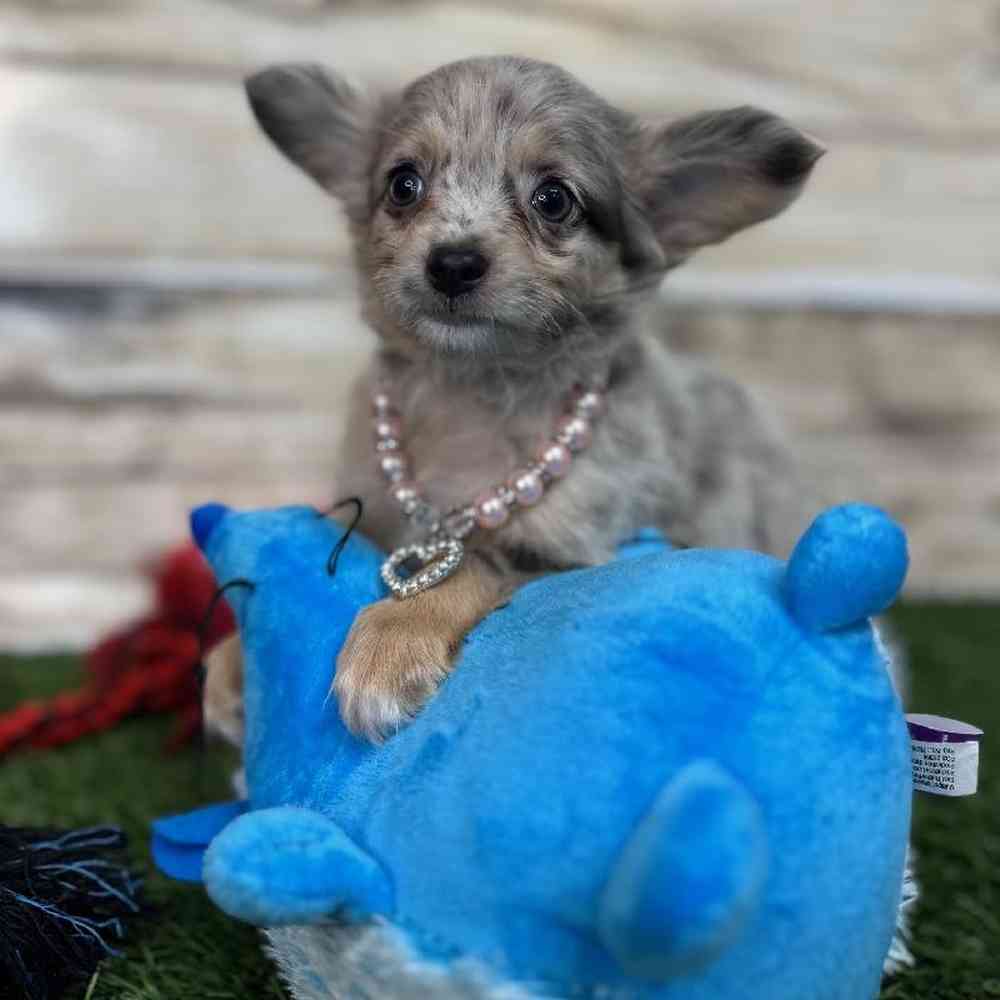 Female Chihuahua Puppy for Sale in Saugus, MA