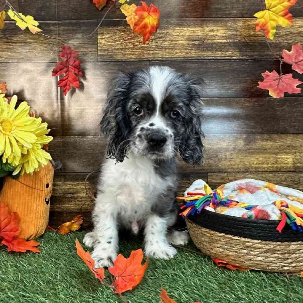 Male Cocker Spaniel Puppy for Sale in Saugus, MA