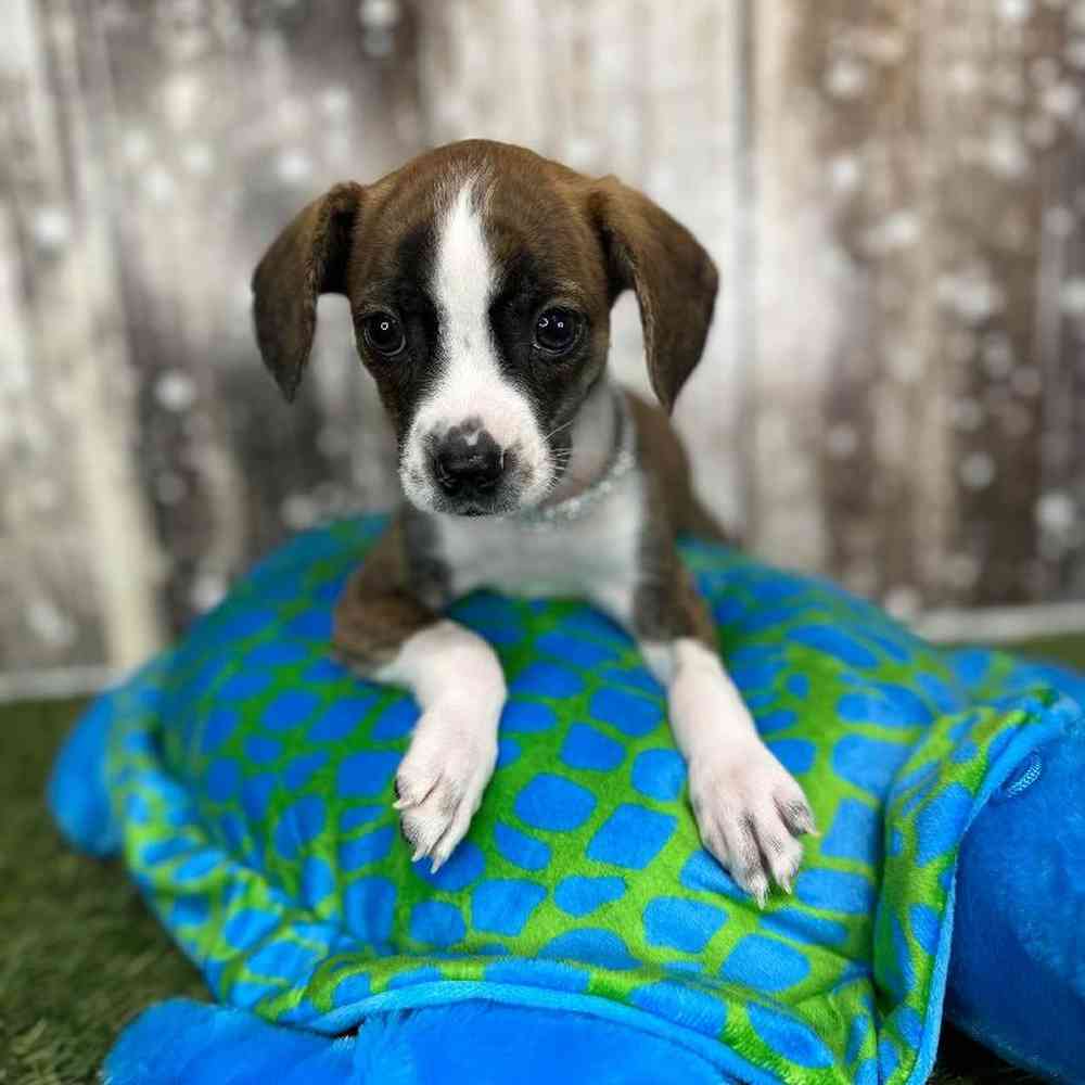 Female Boglen Terrier Puppy for Sale in Saugus, MA