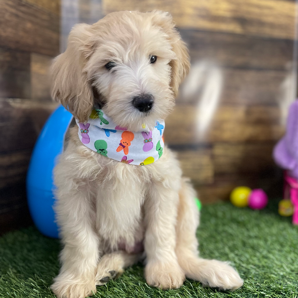 Male Mini Labradoodle 2nd Gen Puppy for Sale in Saugus, MA