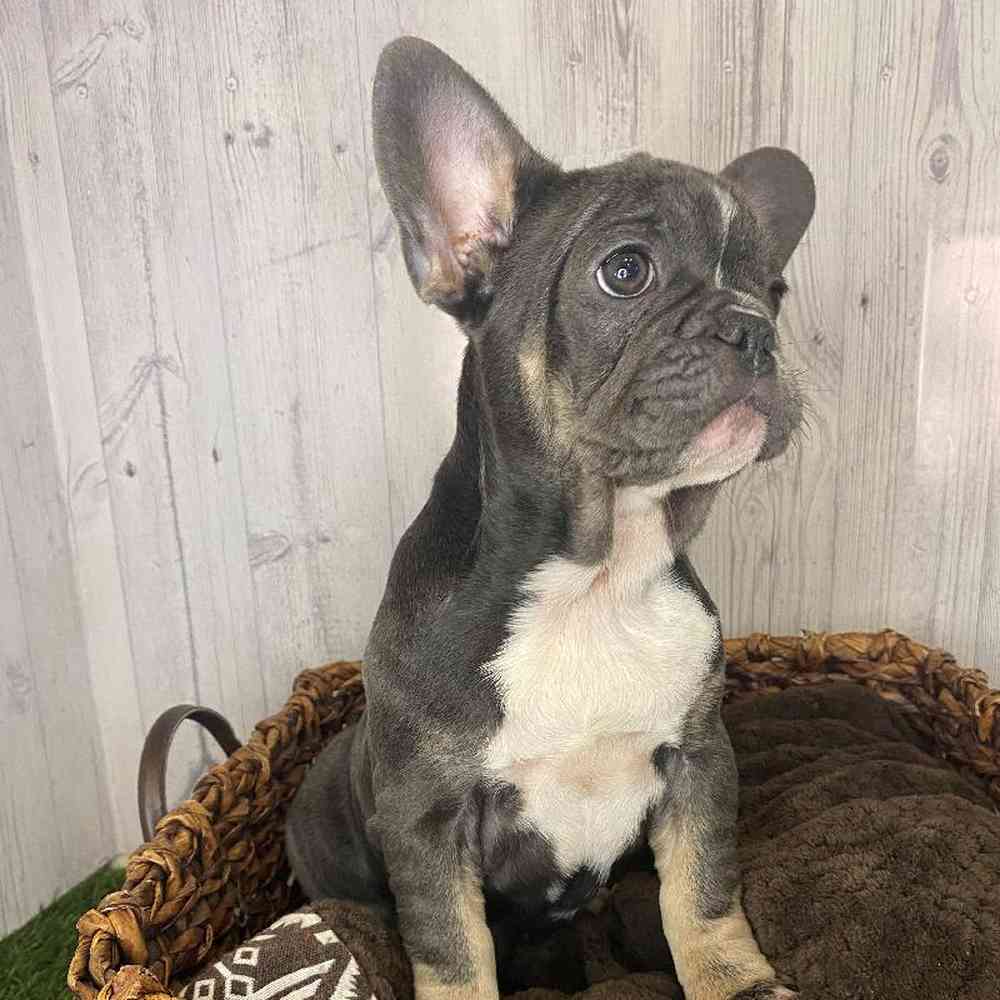 Female French Bulldog Puppy for Sale in Saugus, MA