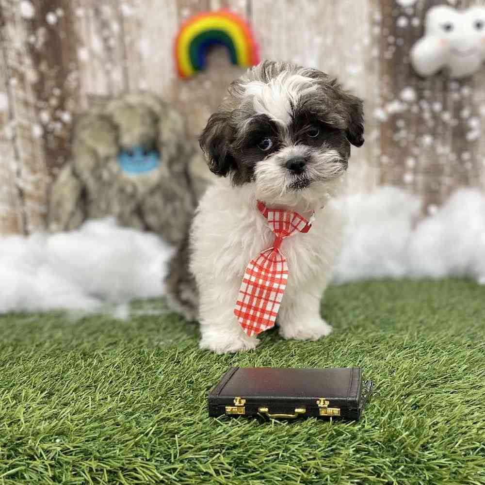 Male Shih-Poo Puppy for Sale in Braintree, MA