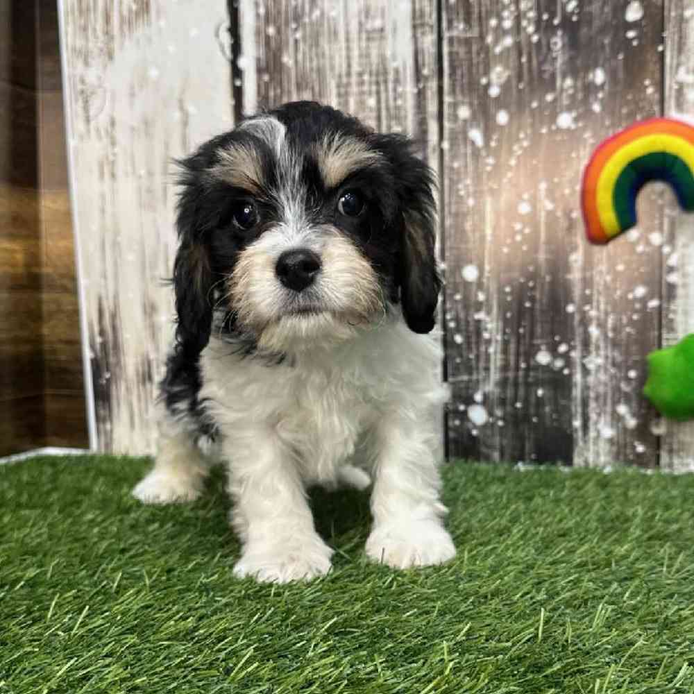 Male Cavachon Puppy for Sale in Saugus, MA