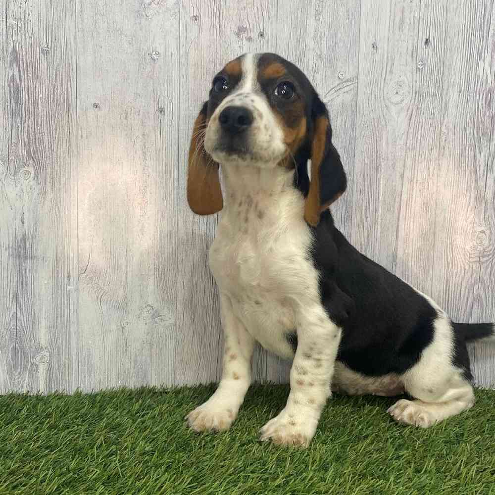 Female Beagle Puppy for Sale in Saugus, MA