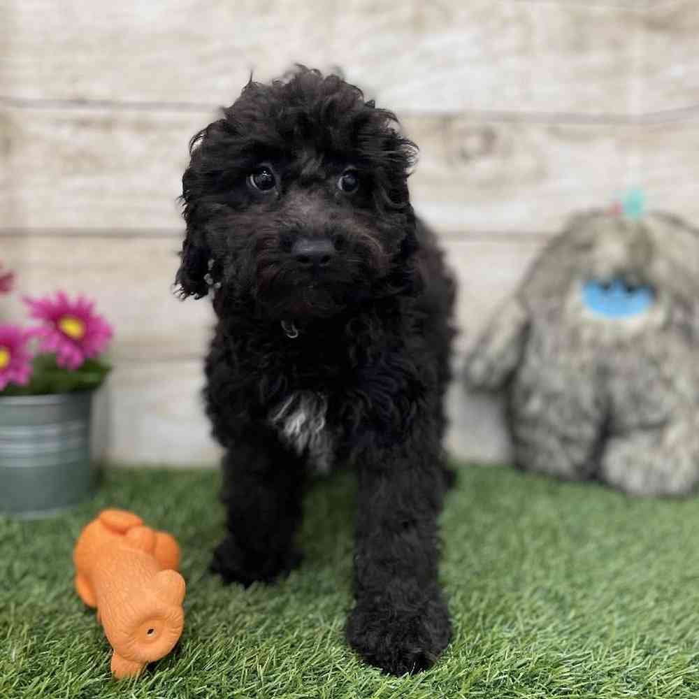 Male Cockapoo 2nd Gen Puppy for Sale in Braintree, MA