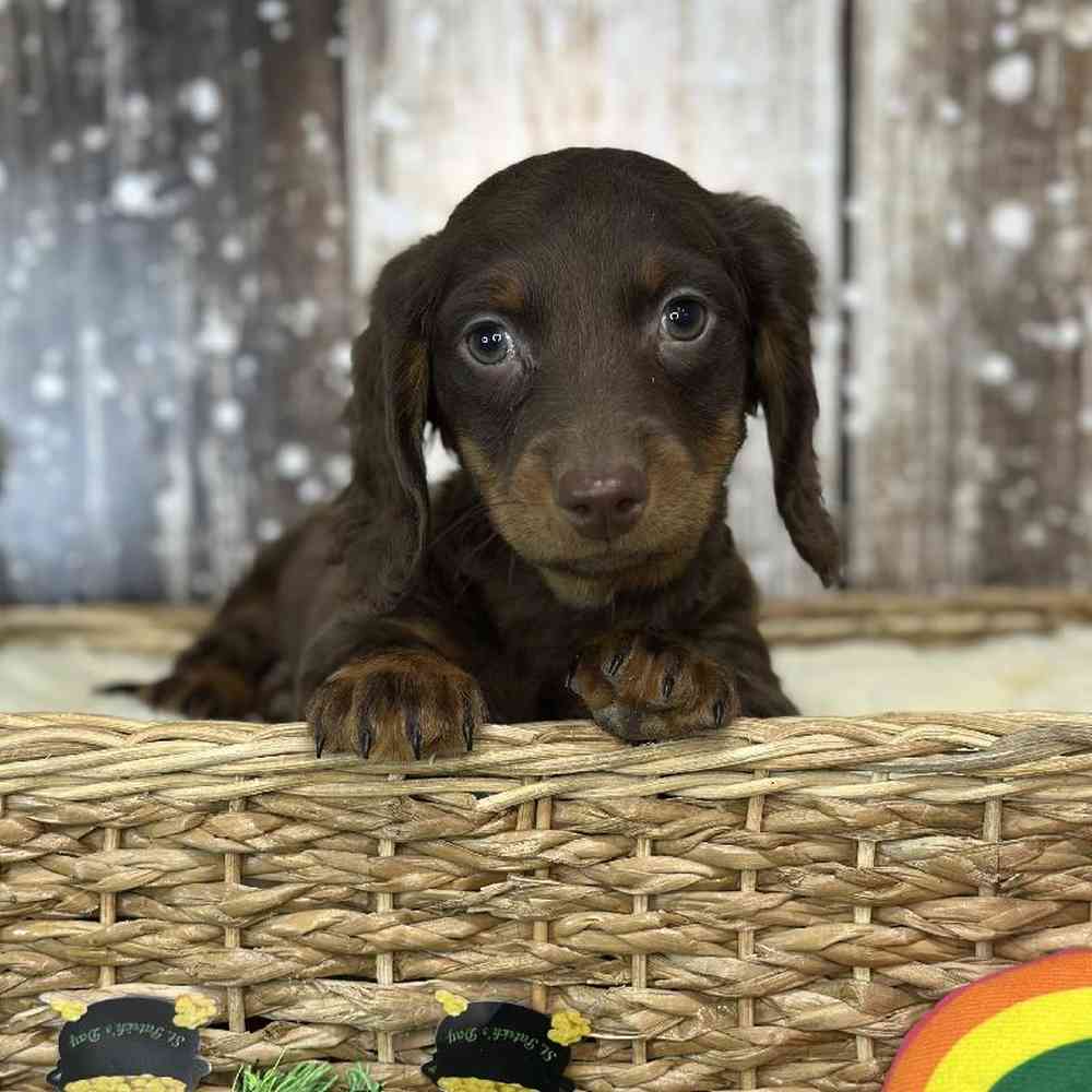Male Dachshund Puppy for Sale in Saugus, MA
