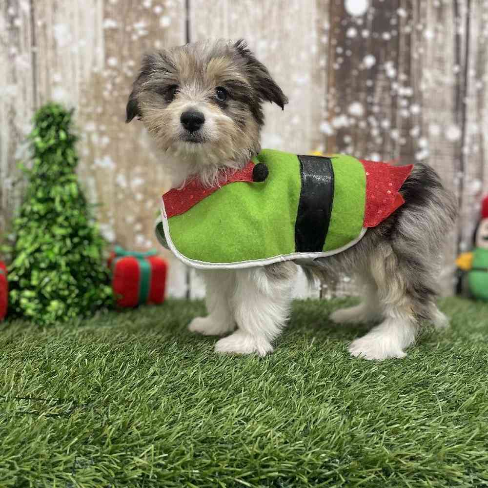 Male Aussiechon Puppy for Sale in Braintree, MA