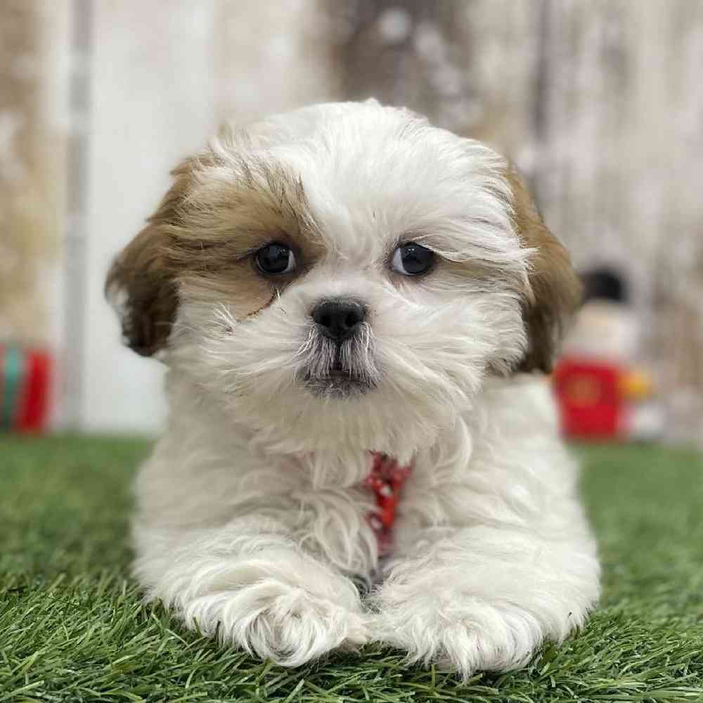 Male Shih Tzu Puppy for Sale in Braintree, MA