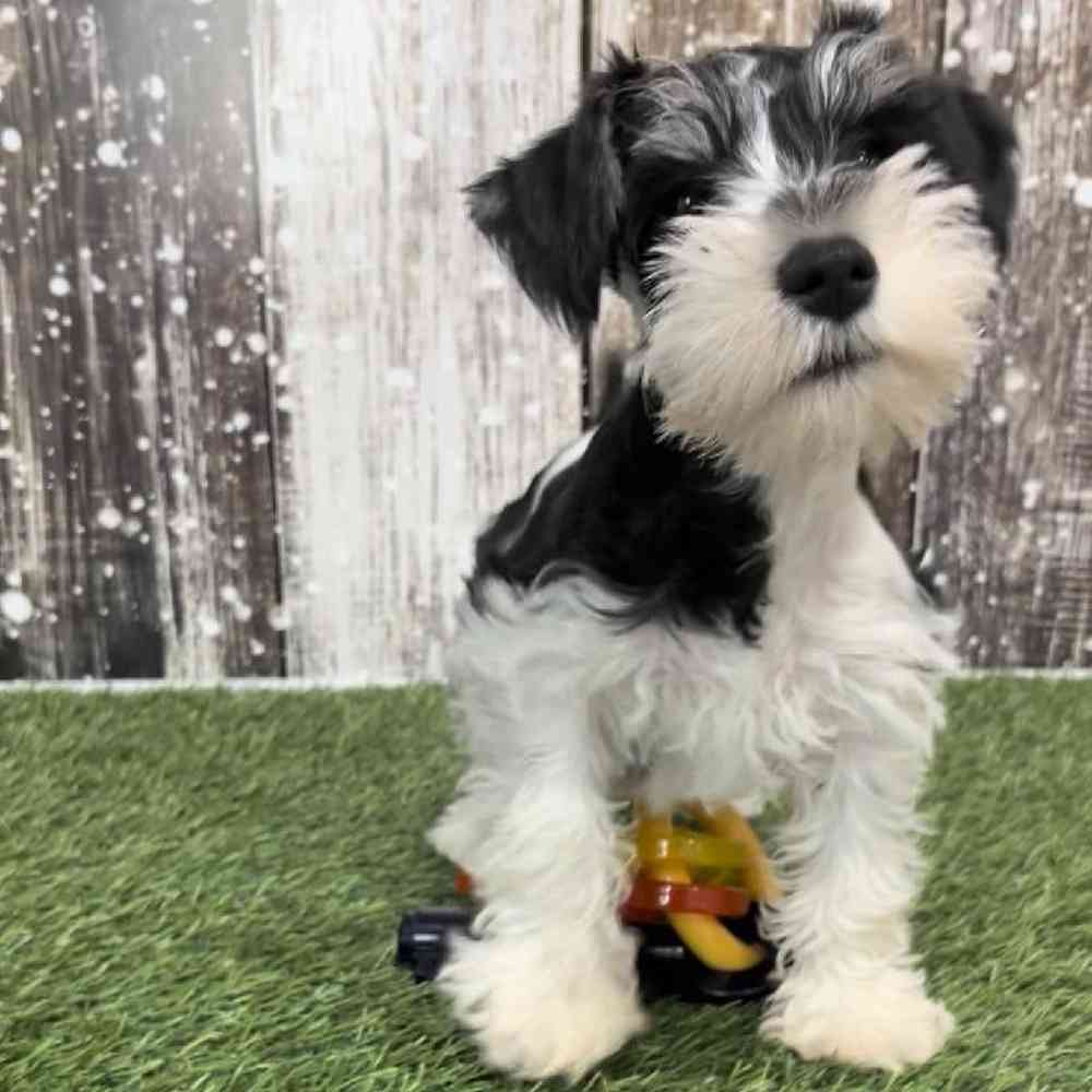 Male Miniature Schnauzer Puppy for Sale in Saugus, MA