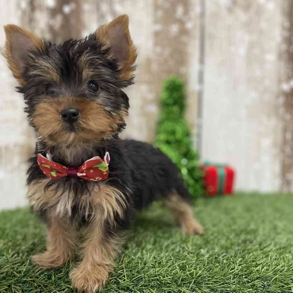 Male Yorkshire Terrier Puppy for Sale in Braintree, MA