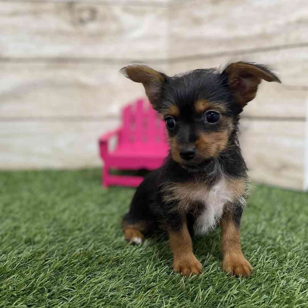 Female Chorkie Puppy for Sale in Braintree, MA