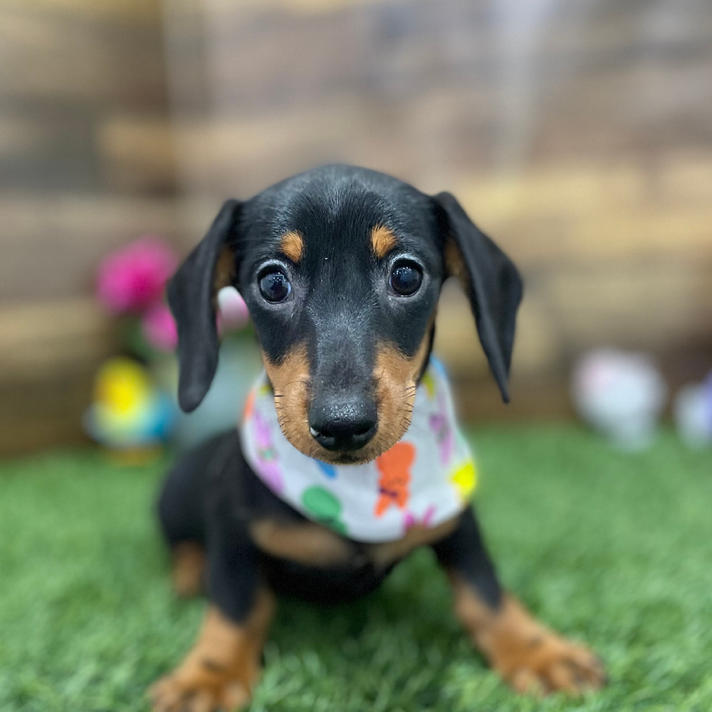 Female Dachshund Puppy for Sale in Braintree, MA