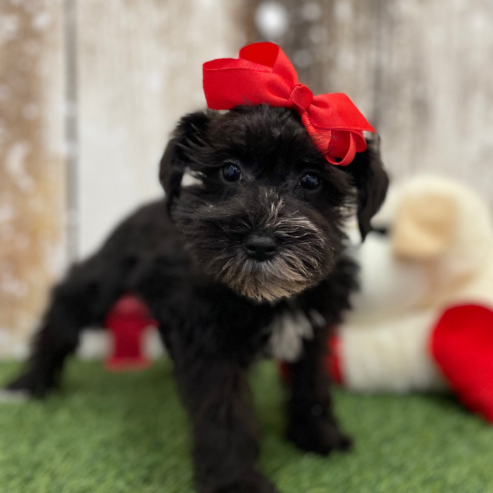 Female Miniature Schnauzer Puppy for Sale in Braintree, MA