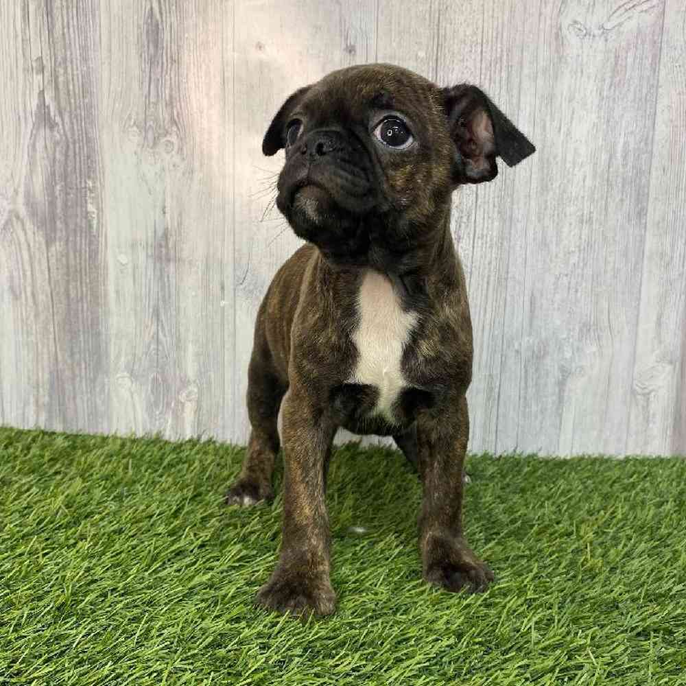 Female Bugg Puppy for Sale in Saugus, MA