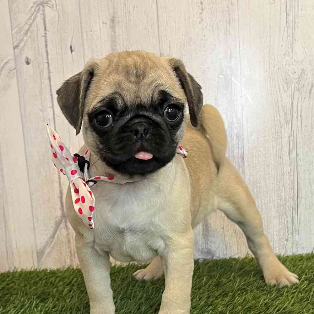 Female Pug Puppy for Sale in Saugus, MA