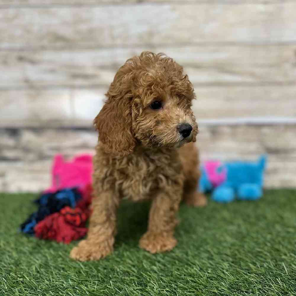 Female Mini Labradoodle 2nd Gen Puppy for Sale in Saugus, MA