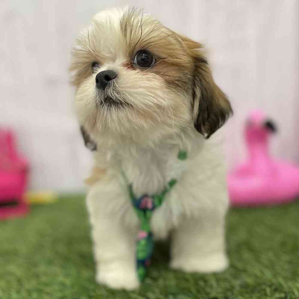 Male Shih Tzu Puppy for Sale in Braintree, MA