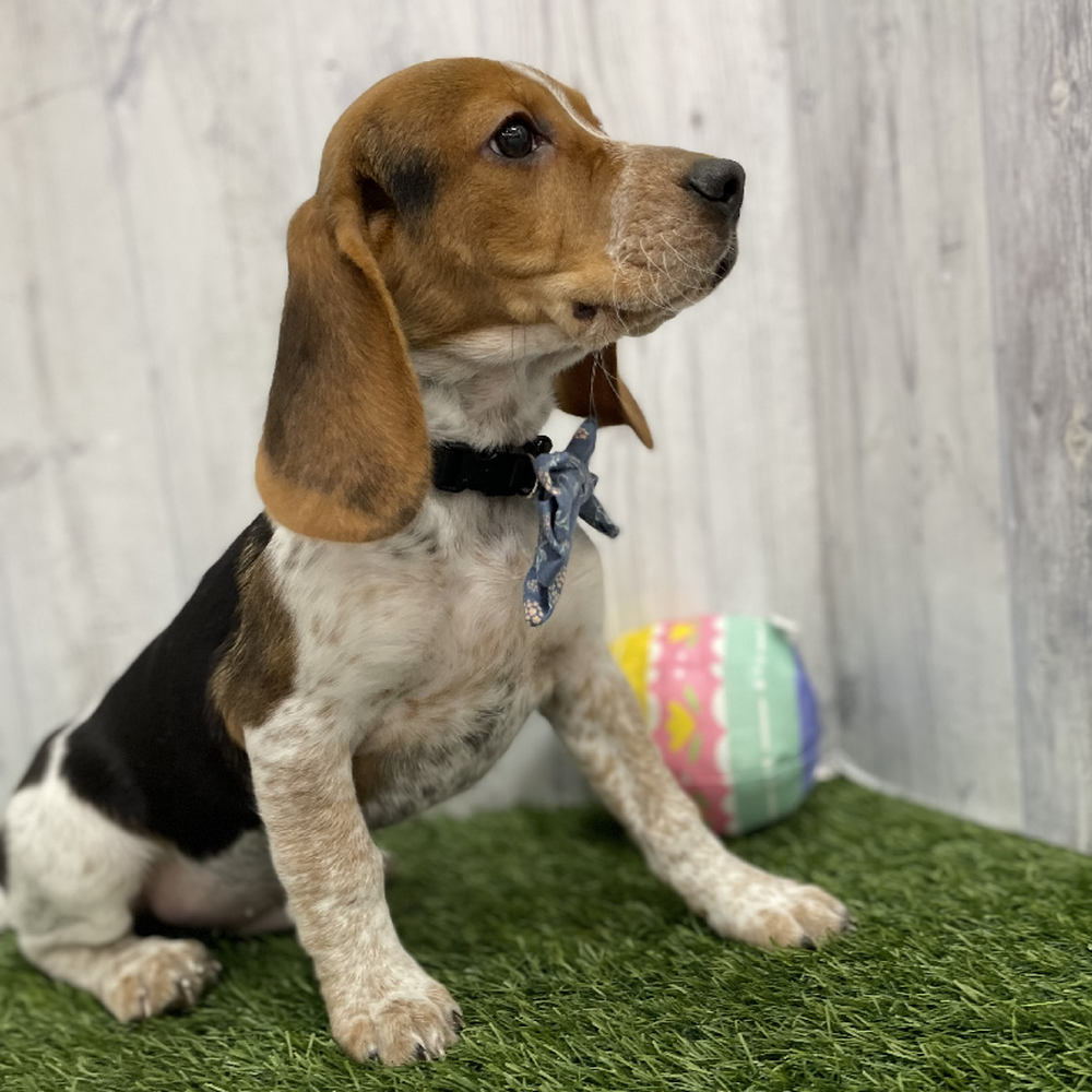 Male Beagle Puppy for Sale in Braintree, MA