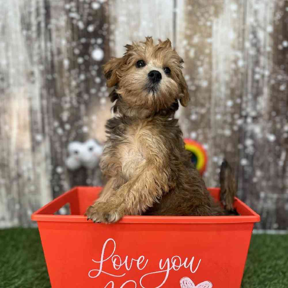 Female Schnoodle Puppy for Sale in Saugus, MA