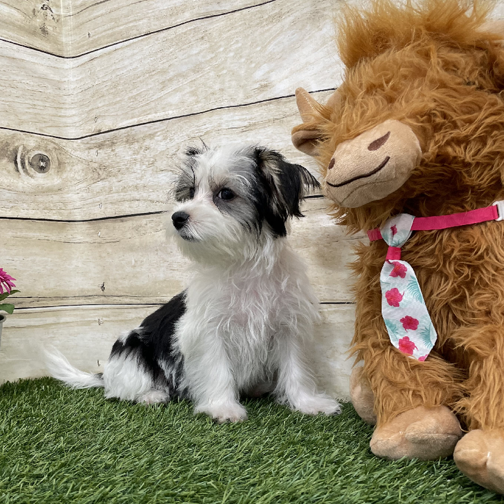 Female Morkie Puppy for Sale in Braintree, MA
