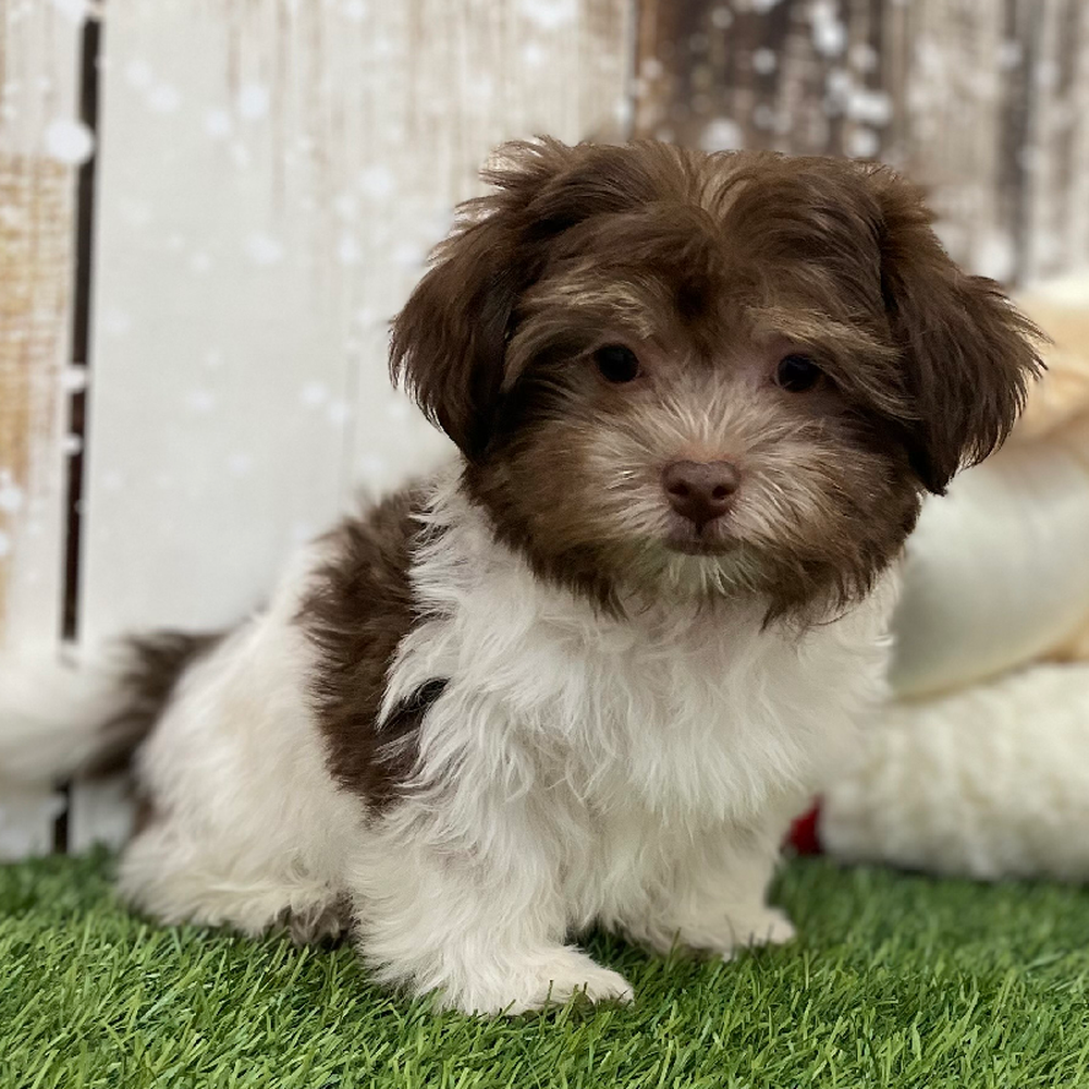 Male Havanese Puppy for Sale in Braintree, MA