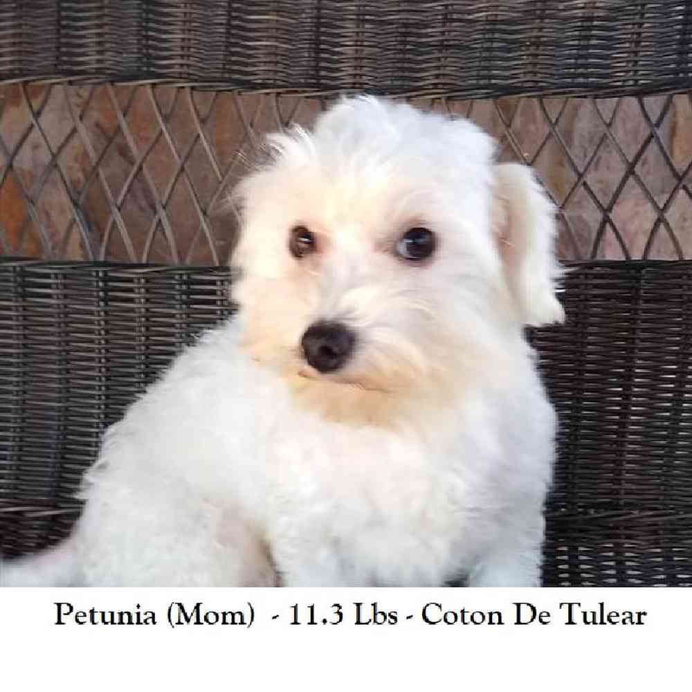 Male Coton De Tulear Puppy for Sale in Braintree, MA