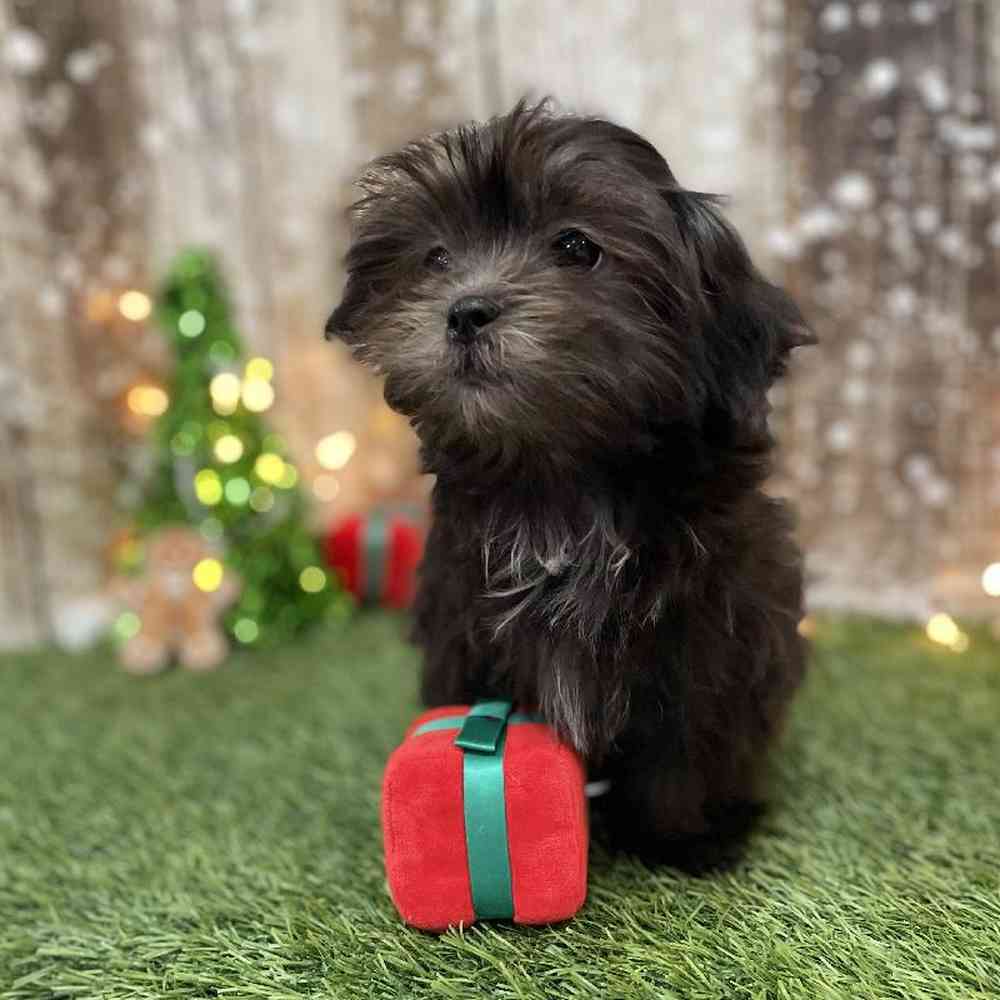 Female Malshi Puppy for Sale in Braintree, MA
