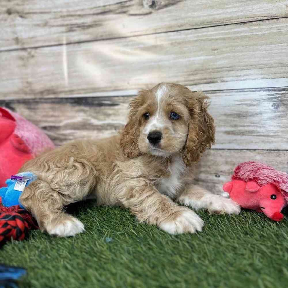 Male Cockalier Puppy for Sale in Saugus, MA