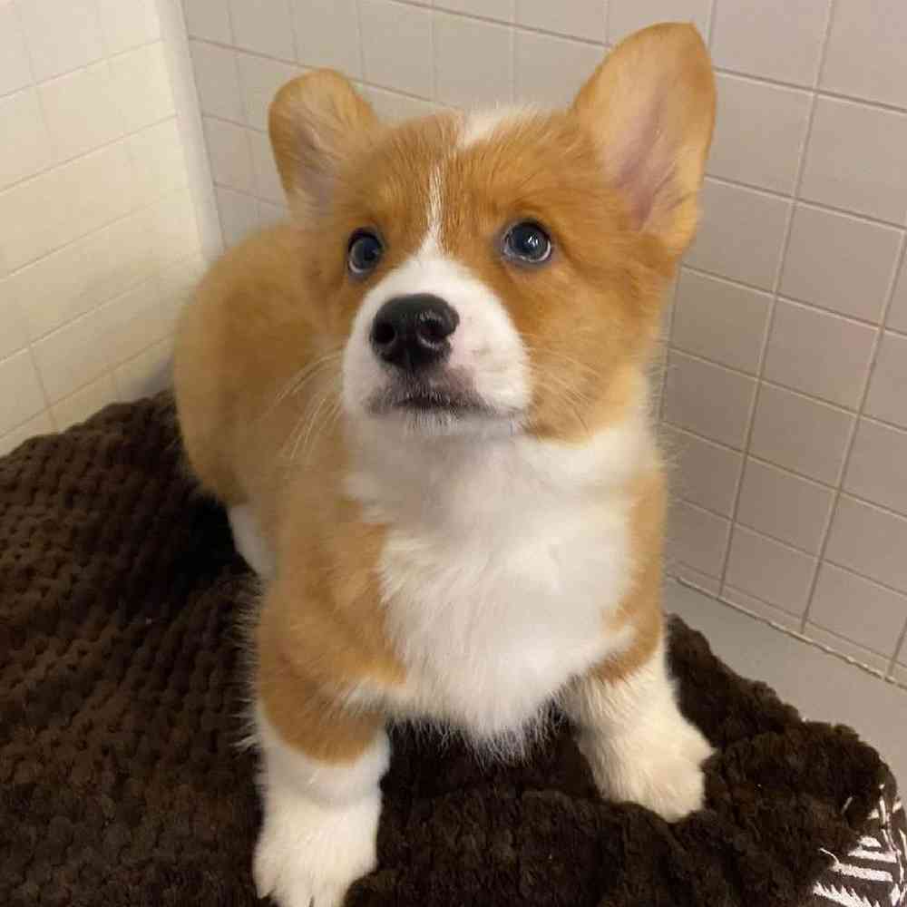 Male Pembroke Welsh Corgi Puppy for sale