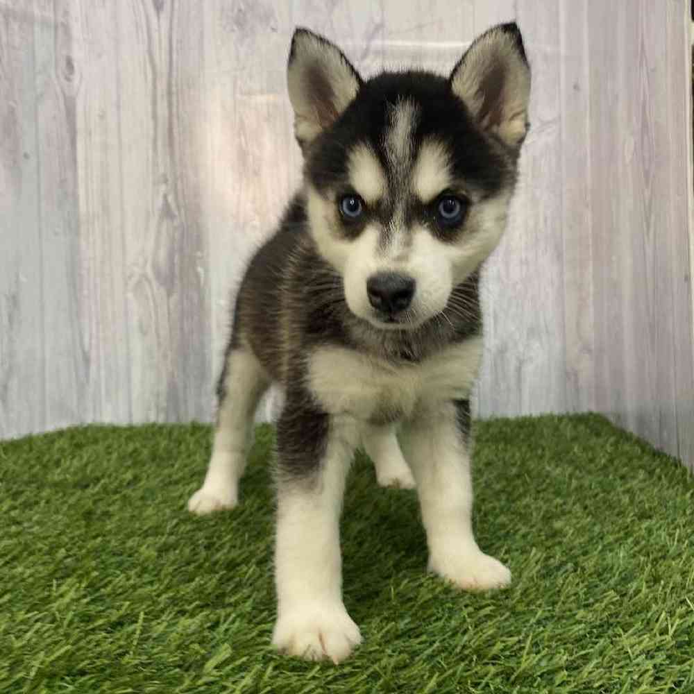 Female Alaskan Klee Kai Puppy for Sale in Saugus, MA