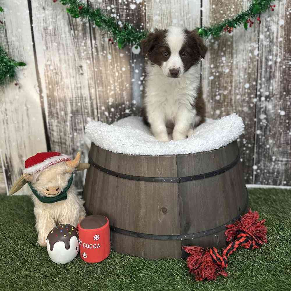 Female Miniature Australian Shepherd Puppy for Sale in Saugus, MA
