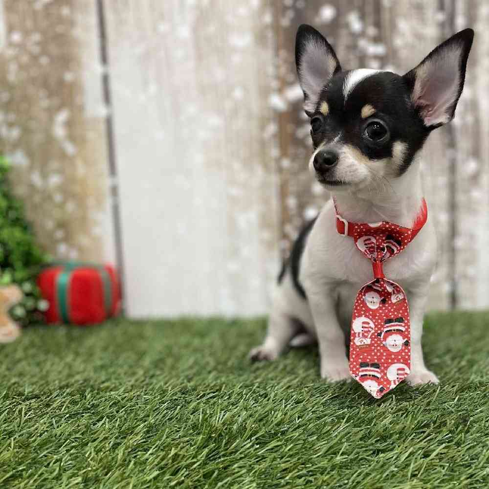Male Chihuahua Puppy for Sale in Braintree, MA