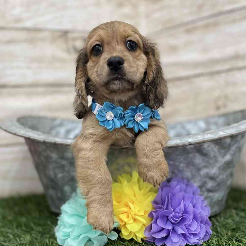 Female Docker Puppy for Sale in Braintree, MA