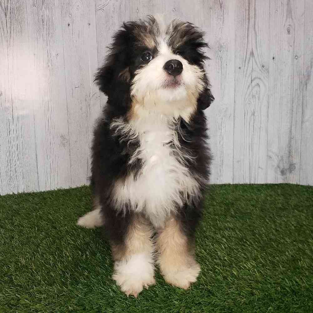 Female Mini Bernedoodle Puppy for sale