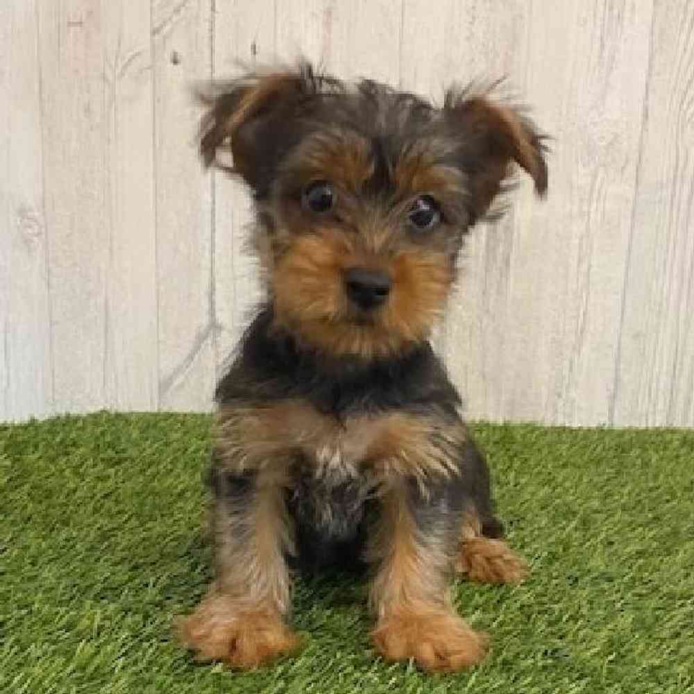 Male Yorkshire Terrier Puppy for sale