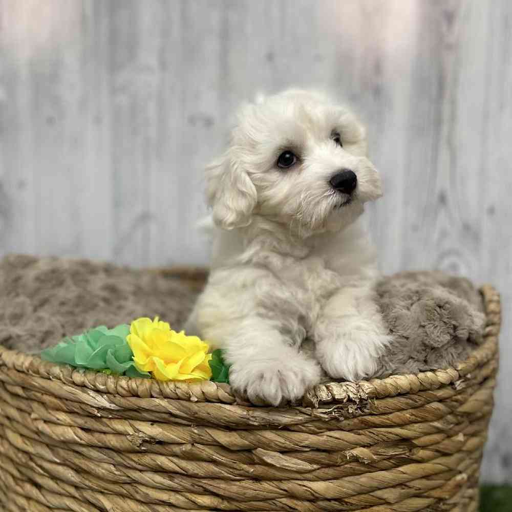 Female Cockapoo-Chon Puppy for sale