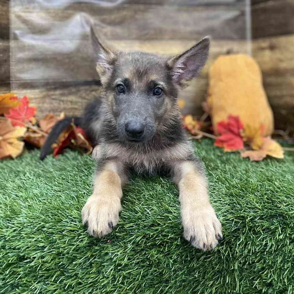 Female German Shepherd Dog Puppy for Sale in Braintree, MA