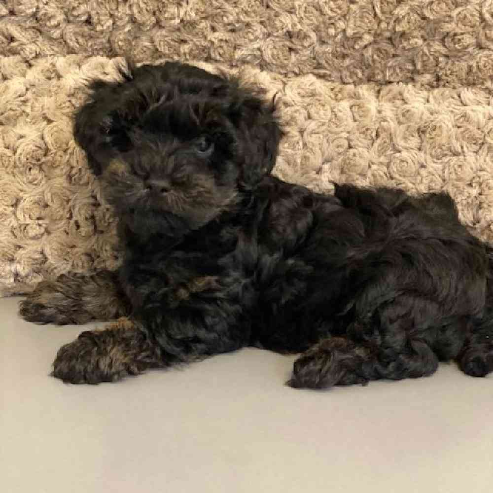 Male Yorkie-Poo Puppy for sale