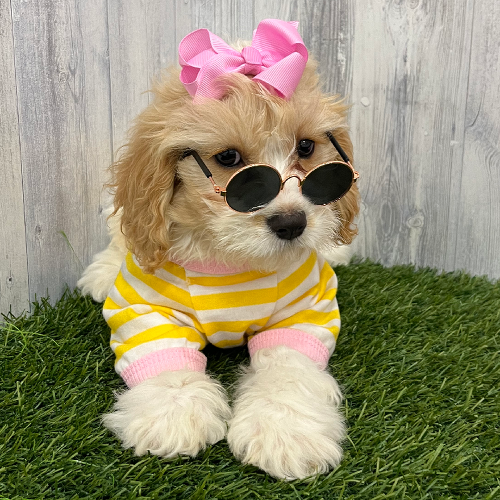 Female Cavachon Puppy for Sale in Braintree, MA