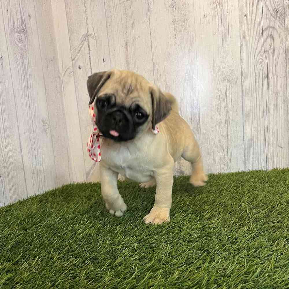 Female Pug Puppy for Sale in Saugus, MA