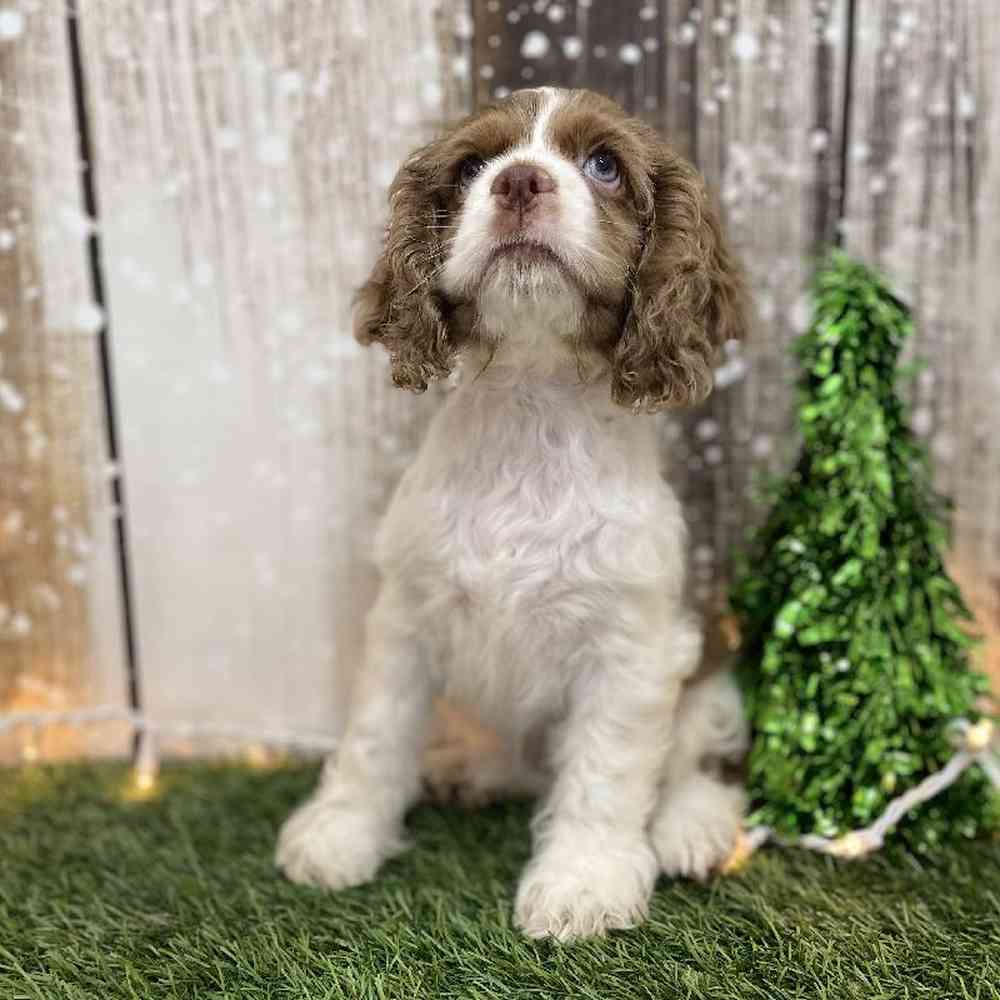 Female Cocker Spaniel Puppy for Sale in Braintree, MA