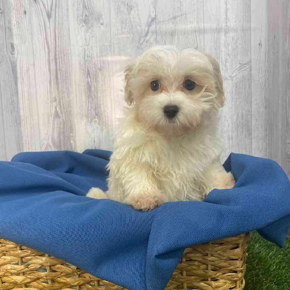 Male Malti-Poo Puppy for Sale in Saugus, MA