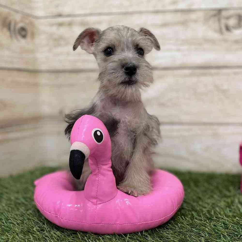 Male Miniature Schnauzer Puppy for Sale in Braintree, MA